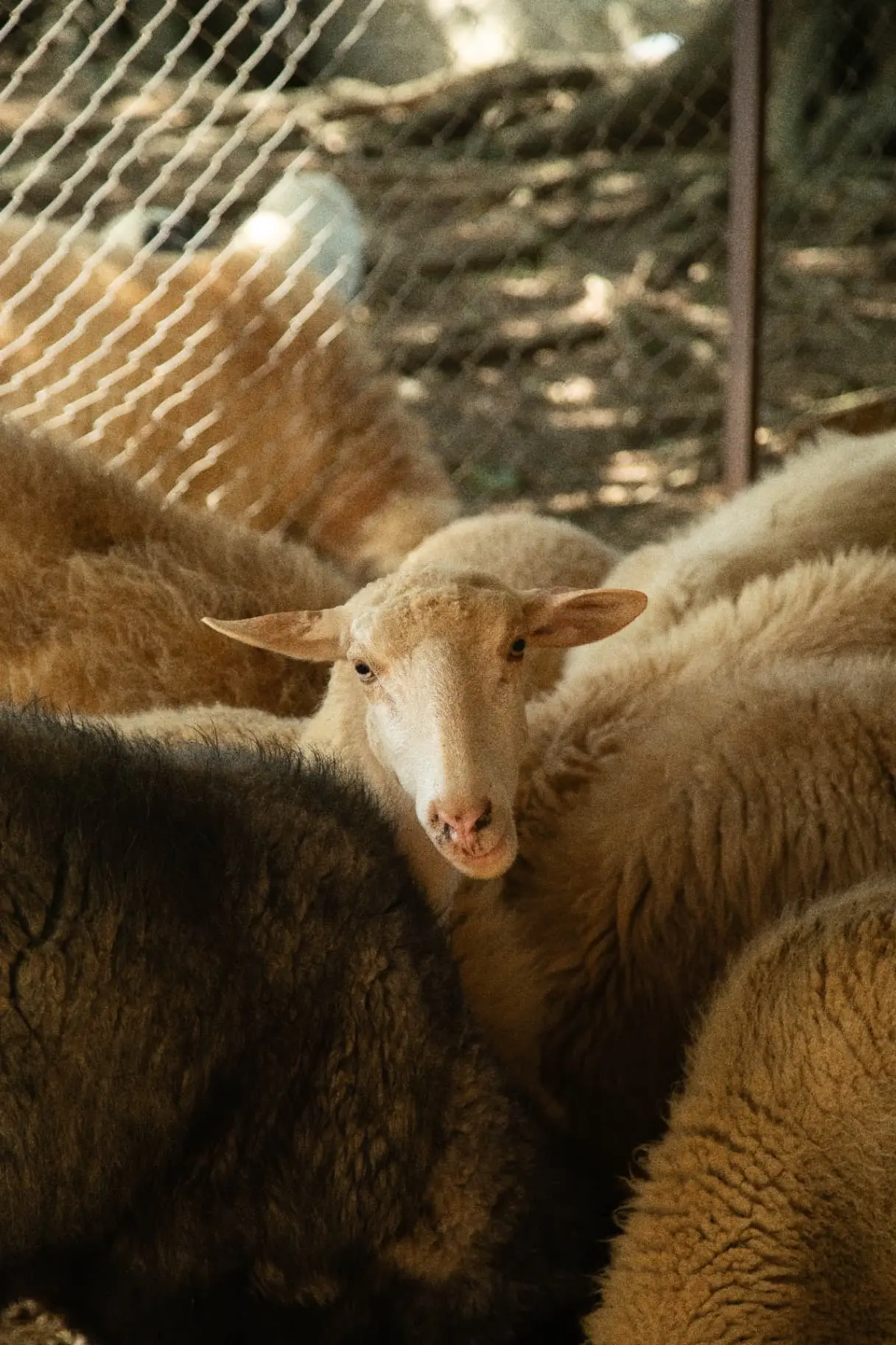 Farm animals in the Italian countryside