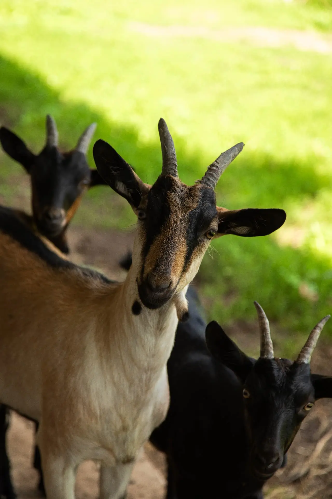 Animals on the farm in natural surroundings