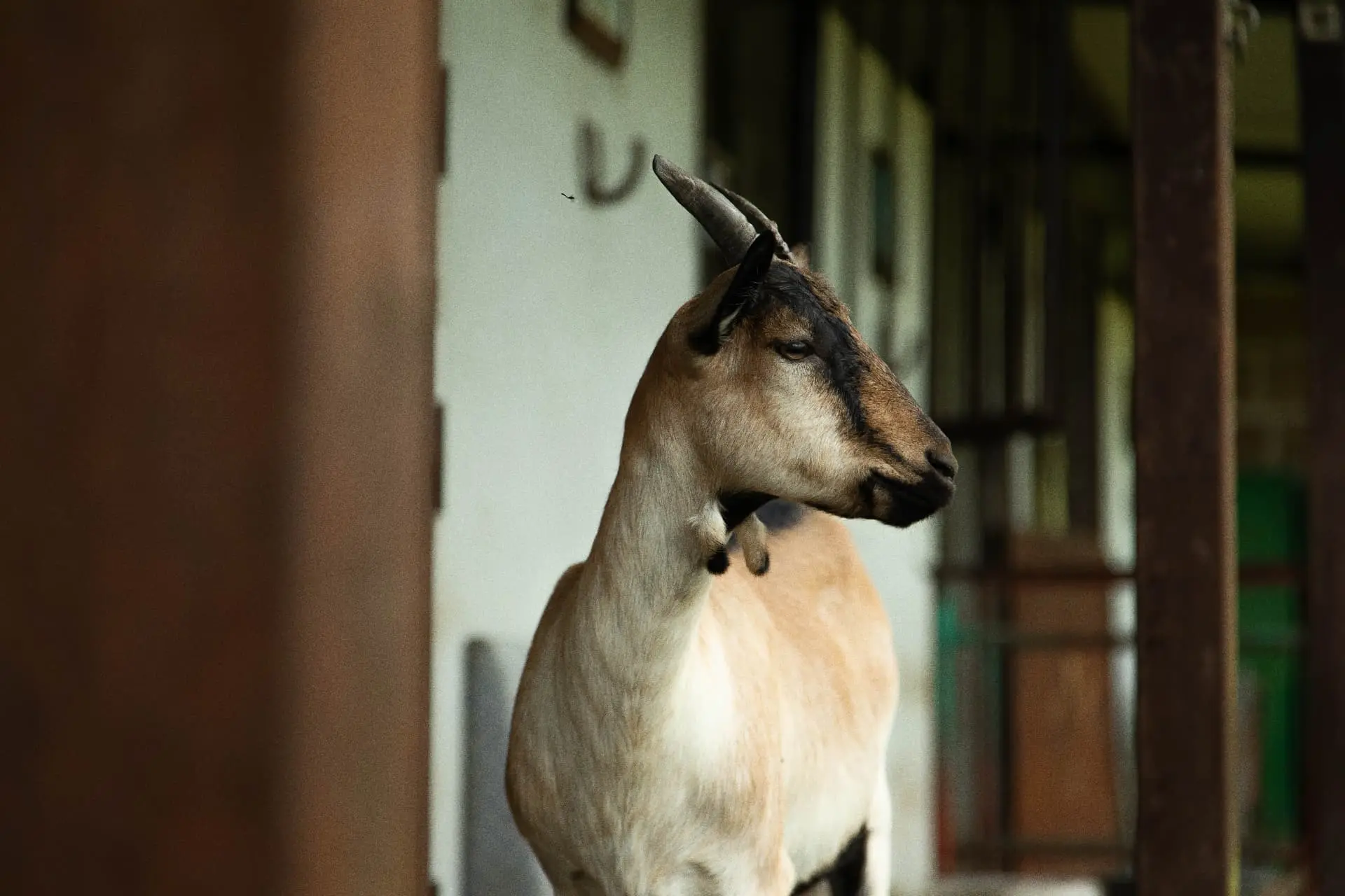 Traditional farm animals at the agriturismo
