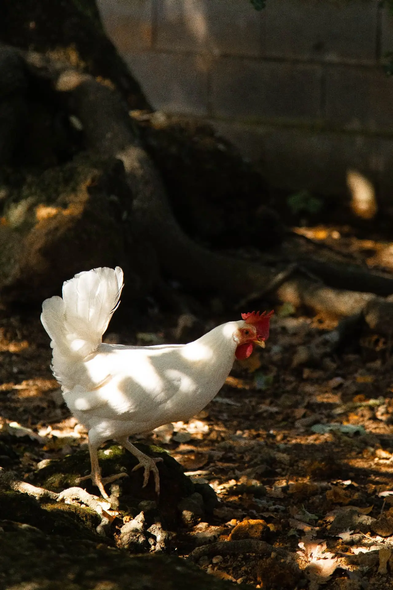 Farm life and animals at Le Forre del Treja