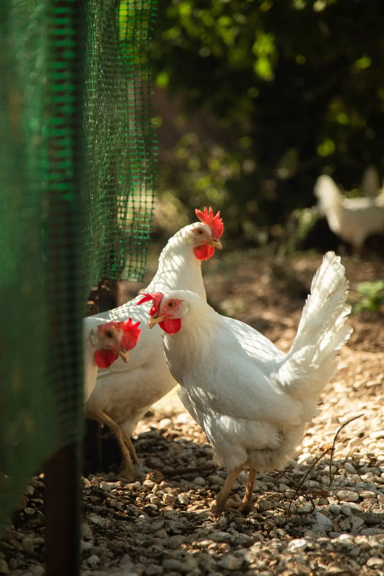 Animals in their natural habitat on the farm