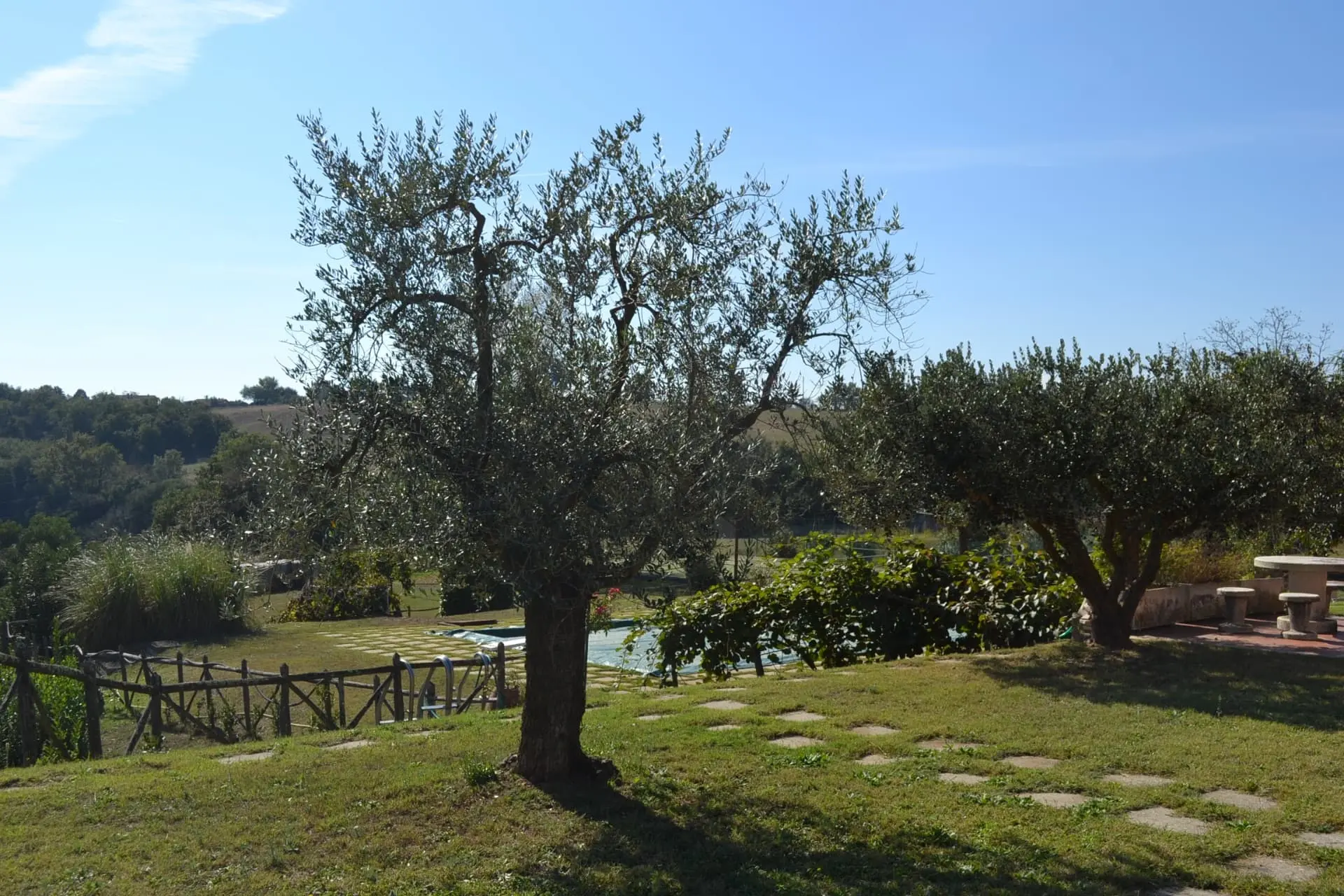 Pool area with olive trees and countryside landscape